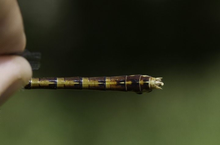 Rusty Snaketails in Washington Co., Maryland (6/4/2011). One of our most attractive insects. Photo by Bill Hubick.