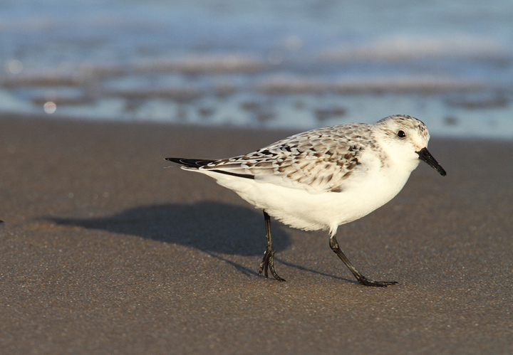 A Sanderling forages beside the north jetty at Ocean City Inlet, Maryland (11/7/2009). A Sanderling forages beside the north jetty at Ocean City Inlet, Maryland (11/7/2009).