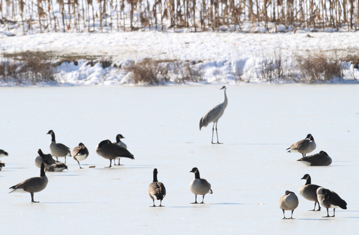 The top bird of the day was a Sandhill Crane found by Ross Geredien at Great Oak Pond, Kent Co., Maryland (12/24/2009). The top bird of the day was a Sandhill Crane found by Ross Geredien at Great Oak Pond, Kent Co., Maryland (12/24/2009).