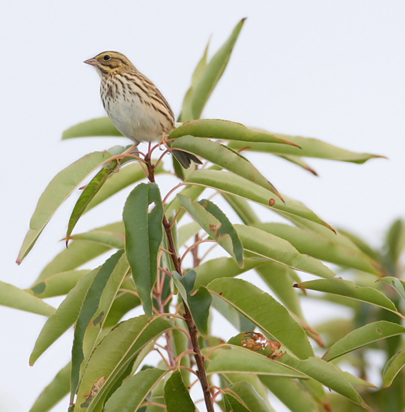 A migrant Savannah Sparrow perches in a treetop on Assateague Island, Maryland (10/2/2009). A migrant Savannah Sparrow perches in a treetop on Assateague Island, Maryland (10/2/2009).