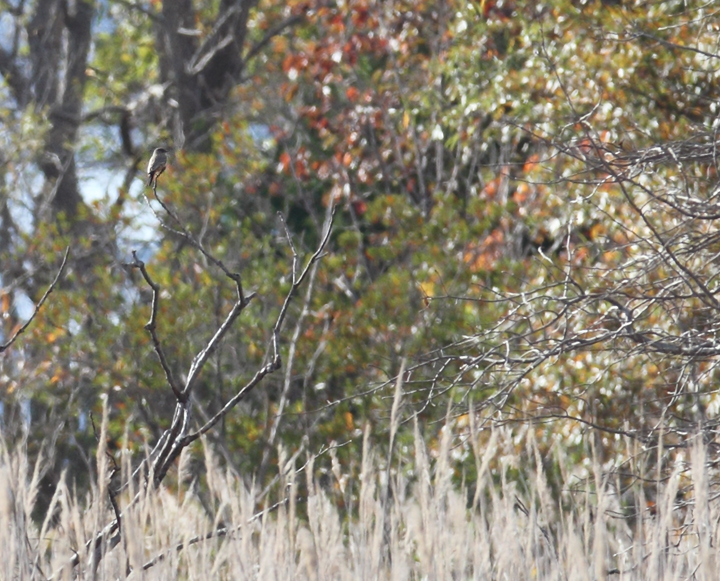 A Say's Phoebe that visited Terrapin Nature Park, Queen Anne's Co. for several hours on 10/29/2010. This was only the third time this western U.S. species has been recorded in Maryland. Kudos to Jeff Culler and Joe Hanfman for the great find. Click the image for a larger version that shows some additional detail. Photo by Bill Hubick.