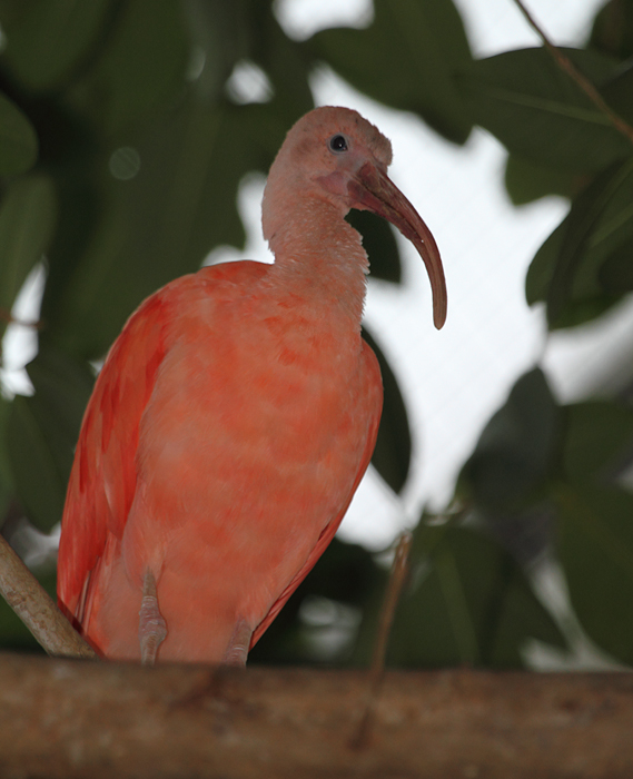 Scarlet Ibis - Rainforest exhibit at the National Aquarium (12/31/2009). Photo by Bill Hubick. Scarlet Ibis - Rainforest exhibit at the National Aquarium (12/31/2009). Photo by Bill Hubick.