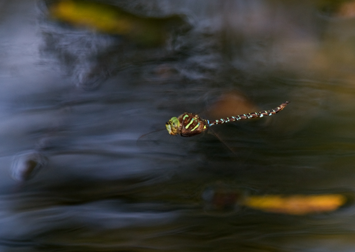 A Shadow Darner at Cromwell Valley Park, Maryland (9/23/2009). A Shadow Darner at Cromwell Valley Park, Maryland (9/23/2009).