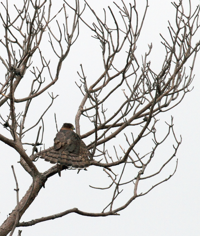 A Sharp-shinned Hawk fans its tail to look larger while it feeds on its prey (Assateague Island, 10/26/2010). <br />Can its prey be identified by the wing poking out beyond its tail? Photo by Bill Hubick.