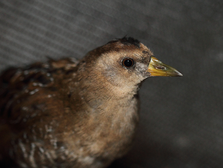 A juvenile Sora that walked into a real estate office in Elkridge, Maryland (9/20/2010). It was checked out for a couple days and should be safely released as of this writing. Photo by Bill Hubick.