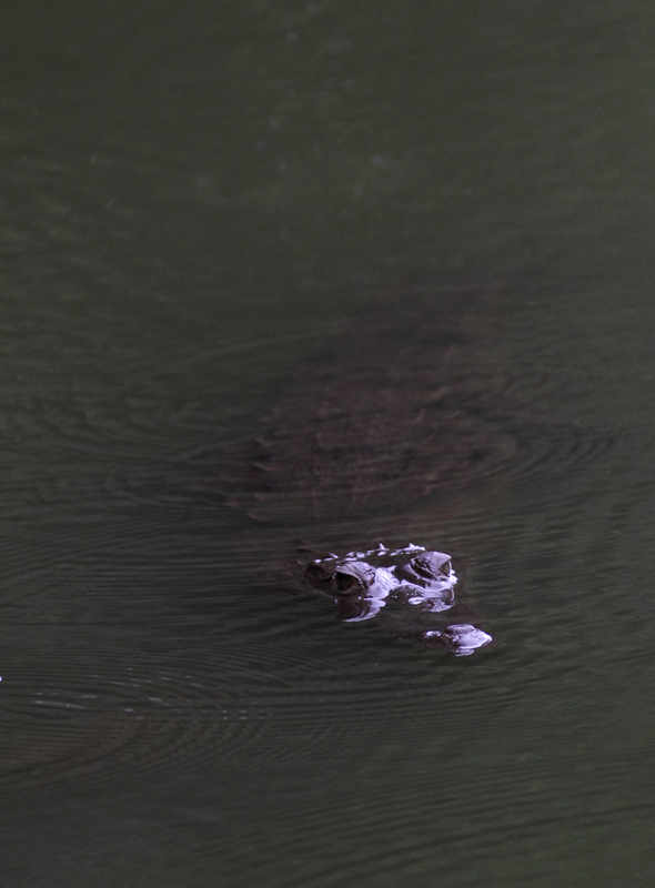 A Spectacled Caiman appears briefly in a pond near Gamboa, Panama (July 2010). Photo by Bill Hubick.