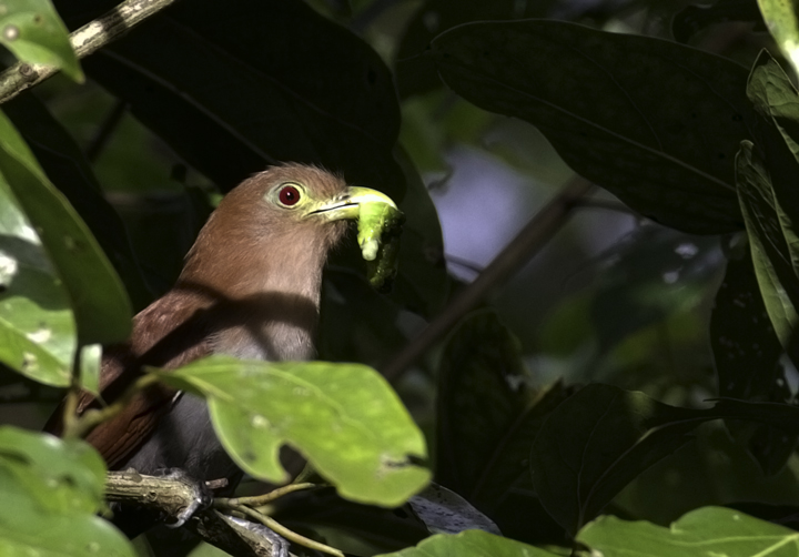 A Squirrel Cuckoo with prey near Gamboa, Panama (7/16/2010). Photo by Bill Hubick.