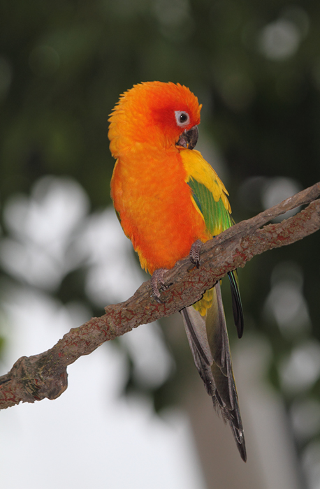 Sun Conure - Rainforest exhibit at the National Aquarium (12/31/2009). Photo by Bill Hubick. Sun Conure - Rainforest exhibit at the National Aquarium (12/31/2009). Photo by Bill Hubick.