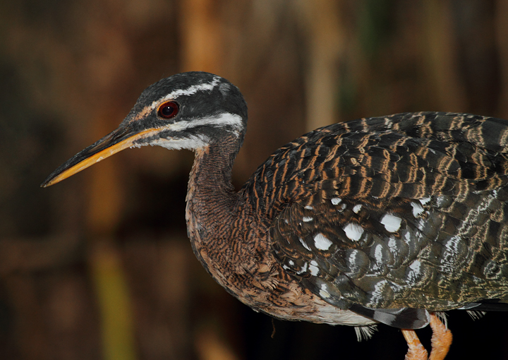 Sunbittern - Rainforest exhibit at the National Aquarium (12/31/2009). Sunbittern - Rainforest exhibit at the National Aquarium (12/31/2009). Photo by Bill Hubick.