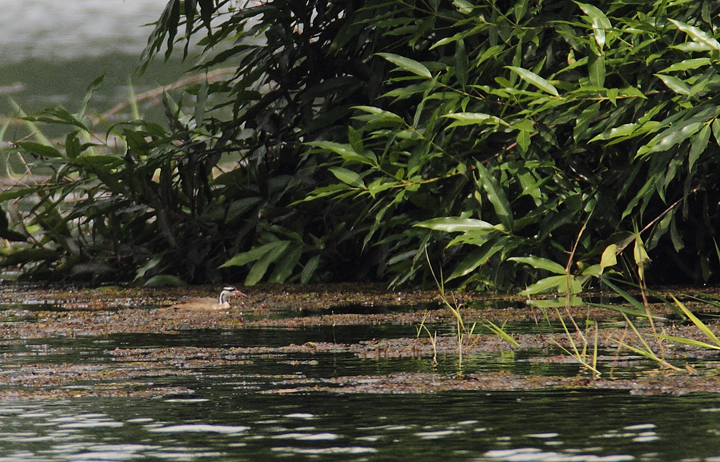 Sungrebe. One member of a pair. When your guide gets a life bird, you <em>know</em> you're having a good day. Not only do you get to see a great bird, but they also have to buy beer! Congrats again, Carlos. Photo by Bill Hubick.