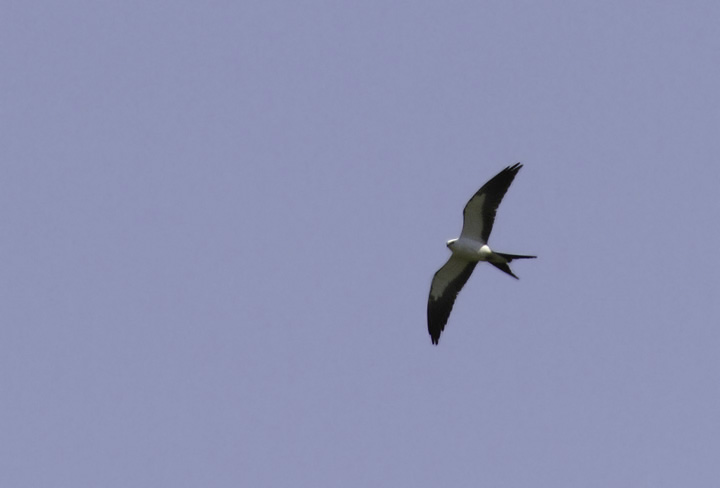 A Swallow-tailed Kite on Kent Island, Queen Anne's Co., Maryland (4/24/2011). Found by Mark Schilling, this species is a very rare visitor to Maryland. For anyone new to this species, here's a link to its range map from a Cornell page: <a href='http://www.allaboutbirds.org/guide/PHOTO/LARGE/elan_forf_AllAm_map.gif' class='text' target='_blank'>Range map</a>. Awesome find, Mark, and a new Maryland species for me. A Swallow-tailed Kite on Kent Island, Queen Anne's Co., Maryland (4/24/2011). Found by Mark Schilling, this species is a very rare visitor to Maryland. For anyone new to this species, here's a link to its range map from a Cornell page: <a href='http://www.allaboutbirds.org/guide/PHOTO/LARGE/elan_forf_AllAm_map.gif' class='text' target='_blank'>Range map</a>. Awesome find, Mark, and a new Maryland species for me. Photo by Bill Hubick.
