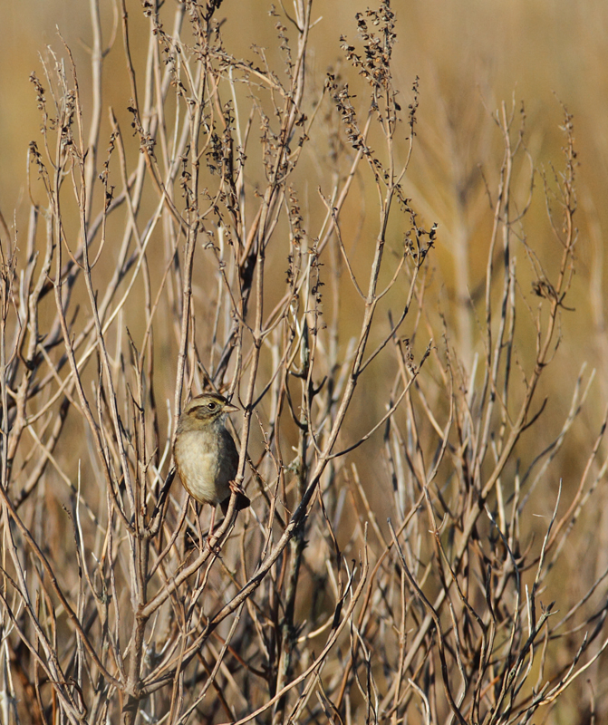 A Swamp Sparrow enjoys a light breakfast at Fairmount WMA, Somerset Co., Maryland (12/29/2009). A Swamp Sparrow enjoys a light breakfast at Fairmount WMA, Somerset Co., Maryland (12/29/2009).