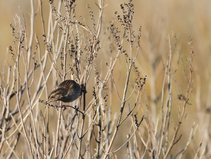A Swamp Sparrow enjoys a light breakfast at Fairmount WMA, Somerset Co., Maryland (12/29/2009). A Swamp Sparrow enjoys a light breakfast at Fairmount WMA, Somerset Co., Maryland (12/29/2009).