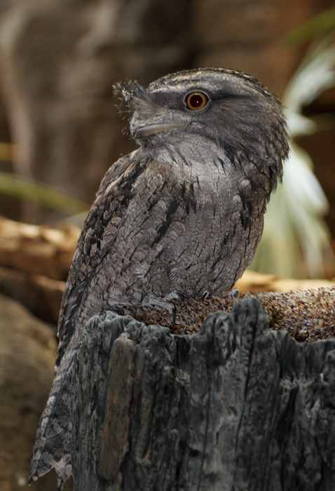 Tawny Frogmouth - Australia exhibit at the National Aquarium (12/31/2009). Photo by Bill Hubick. Tawny Frogmouth - Australia exhibit at the National Aquarium (12/31/2009). Photo by Bill Hubick.