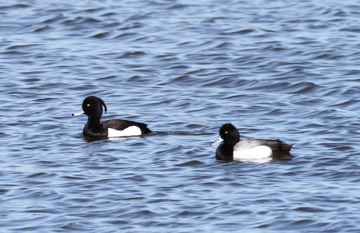 Above and below: A stunning adult male Tufted Duck found by Ron Gutberlet - Kent Narrows, Maryland (3/16/2010). This is only Maryland's fifth record of the species. Above and below: A stunning adult male Tufted Duck found by Ron Gutberlet - Kent Narrows, Maryland (3/16/2010). This is only Maryland's fifth record of the species. Photo by Bill Hubick.