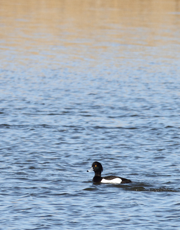Above and below: A stunning adult male Tufted Duck found by Ron Gutberlet - Kent Narrows, Maryland (3/16/2010). This is only Maryland's fifth record of the species. Above and below: A stunning adult male Tufted Duck found by Ron Gutberlet - Kent Narrows, Maryland (3/16/2010). This is only Maryland's fifth record of the species. Photo by Bill Hubick.
