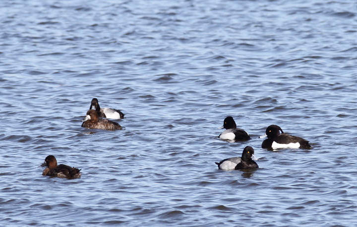 Above and below: A stunning adult male Tufted Duck found by Ron Gutberlet - Kent Narrows, Maryland (3/16/2010). This is only Maryland's fifth record of the species. Above and below: A stunning adult male Tufted Duck found by Ron Gutberlet - Kent Narrows, Maryland (3/16/2010). This is only Maryland's fifth record of the species. Photo by Bill Hubick.