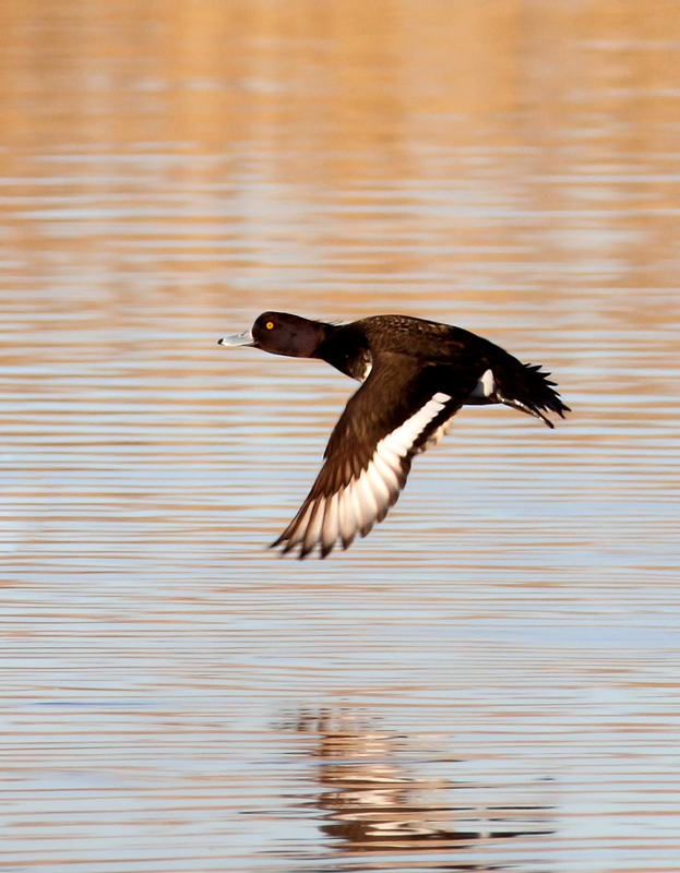 Above and below: A stunning adult male Tufted Duck found by Ron Gutberlet - Kent Narrows, Maryland (3/16/2010). This is only Maryland's fifth record of the species. Above and below: A stunning adult male Tufted Duck found by Ron Gutberlet - Kent Narrows, Maryland (3/16/2010). This is only Maryland's fifth record of the species. Photo by Bill Hubick.