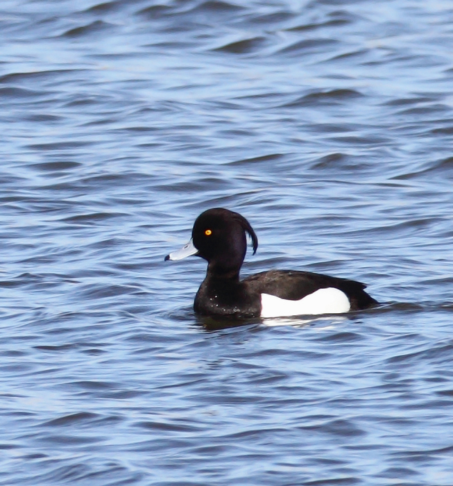 Above and below: A stunning adult male Tufted Duck found by Ron Gutberlet - Kent Narrows, Maryland (3/16/2010). This is only Maryland's fifth record of the species. Above and below: A stunning adult male Tufted Duck found by Ron Gutberlet - Kent Narrows, Maryland (3/16/2010). This is only Maryland's fifth record of the species. Photo by Bill Hubick.