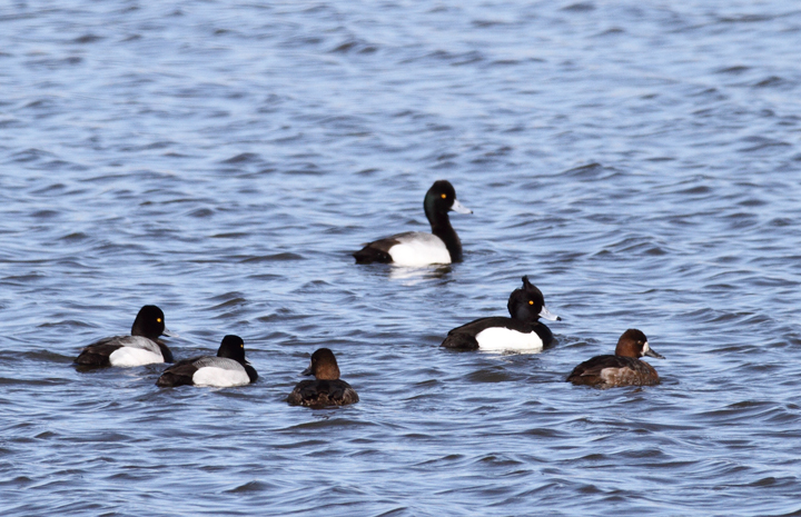 Above and below: A stunning adult male Tufted Duck found by Ron Gutberlet - Kent Narrows, Maryland (3/16/2010). This is only Maryland's fifth record of the species. Above and below: A stunning adult male Tufted Duck found by Ron Gutberlet - Kent Narrows, Maryland (3/16/2010). This is only Maryland's fifth record of the species. Photo by Bill Hubick.
