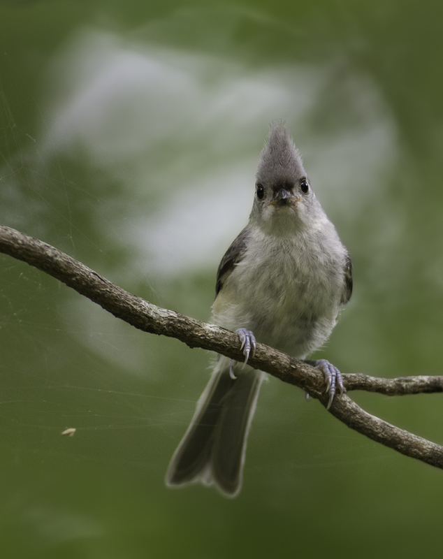 A Tufted Titmouse in Queen Anne's Co., Maryland (6/18/2011 A Tufted Titmouse in Queen Anne's Co., Maryland (6/18/2011 Photo by Bill Hubick.