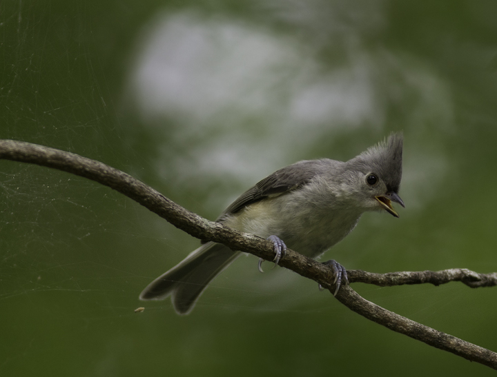 A Tufted Titmouse in Queen Anne's Co., Maryland (6/18/2011 Photo by Bill Hubick.