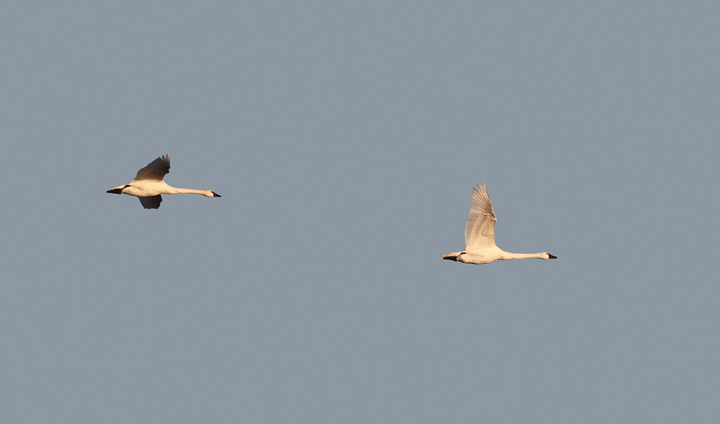 Tundra Swans over Eastern Neck NWR, Kent Co., Maryland (11/22/2009). Tundra Swans over Eastern Neck NWR, Kent Co., Maryland (11/22/2009).