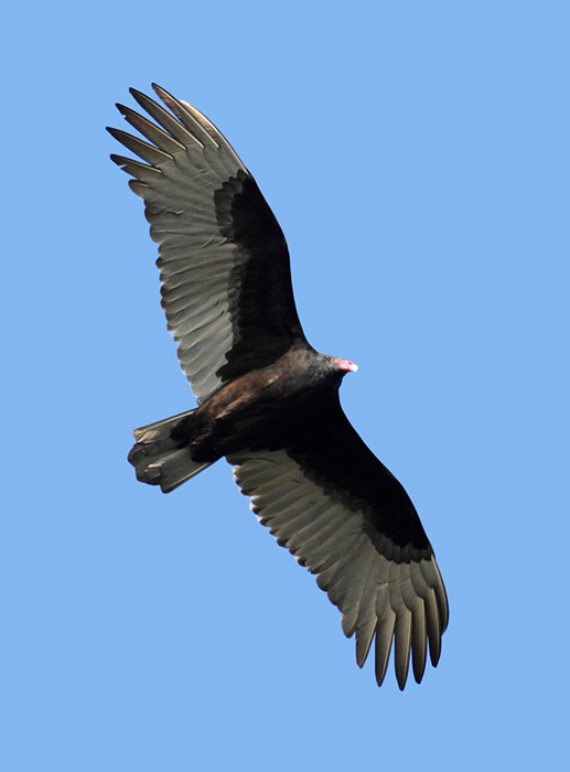 A Turkey Vulture over Eastern Neck NWR, Maryland (11/22/2009). A Turkey Vulture over Eastern Neck NWR, Maryland (11/22/2009).