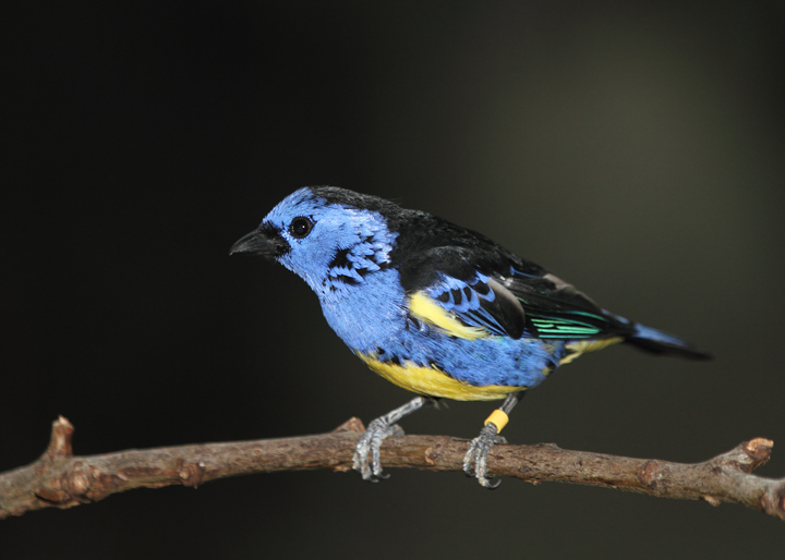Turquoise Tanager - Rainforest exhibit at the National Aquarium (12/31/2009). Photo by Bill Hubick. Turquoise Tanager - Rainforest exhibit at the National Aquarium (12/31/2009). Photo by Bill Hubick.