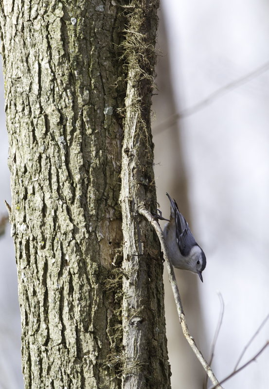 A White-breasted Nuthatch in Kent Co., Maryland (2/20/2011). Photo by Bill Hubick.