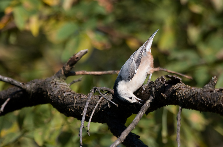 A White-breasted Nuthatch forages at Blairs Valley, Washington Co., Maryland (10/3/2009). A White-breasted Nuthatch forages at Blairs Valley, Washington Co., Maryland (10/3/2009).