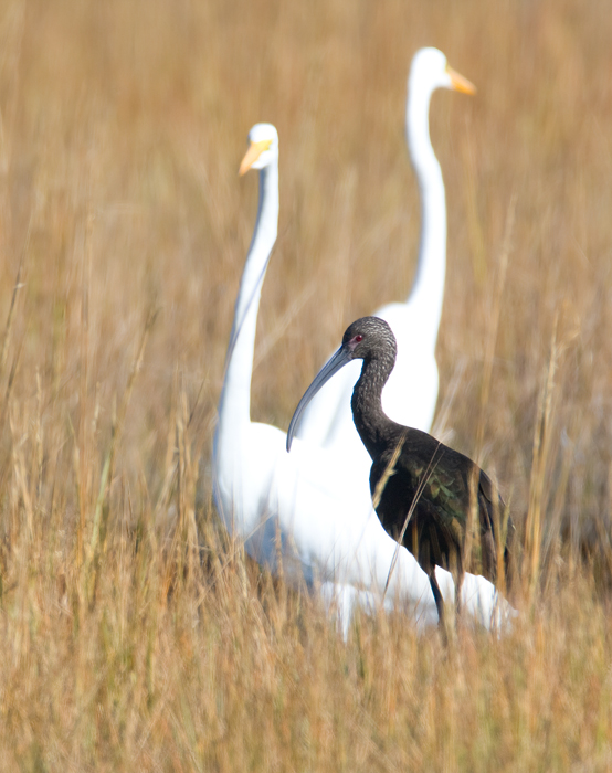 A White-faced Ibis on Assateague Island, Maryland (10/11/2009). Found by Hans Holbrook, this
is one of the first October sightings for the East Coast. It is the first fall record for Maryland (the first outside of April/May) and the first record for Assateague Island.