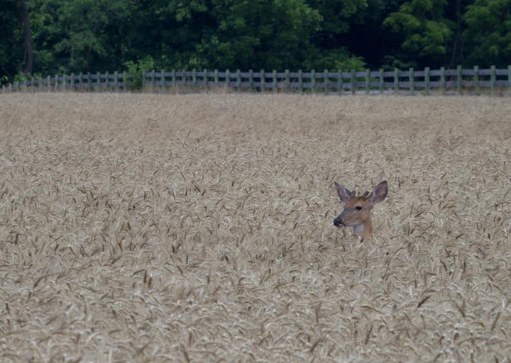 A molting Wilson's Storm-Petrel that made several close passes around the Judith M. Jim Stasz complained when I leaped up from a Bonine-induced stupor to snap this shot and then sat back down and closed my eyes. Some primal part of my brain takes over when seabirds need to be photographed. I spend as much time fighting against seasickness medicine as fighting seasickness. Photo by Bill Hubick.