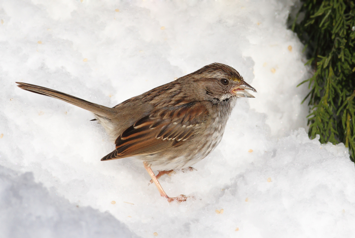 An especially drab and poorly marked White-throated Sparrow, probably a hatch-year female, in Anne Arundel Co., Maryland (12/20/2009). An especially drab and poorly marked White-throated Sparrow, probably a hatch-year female, in Anne Arundel Co., Maryland (12/20/2009).