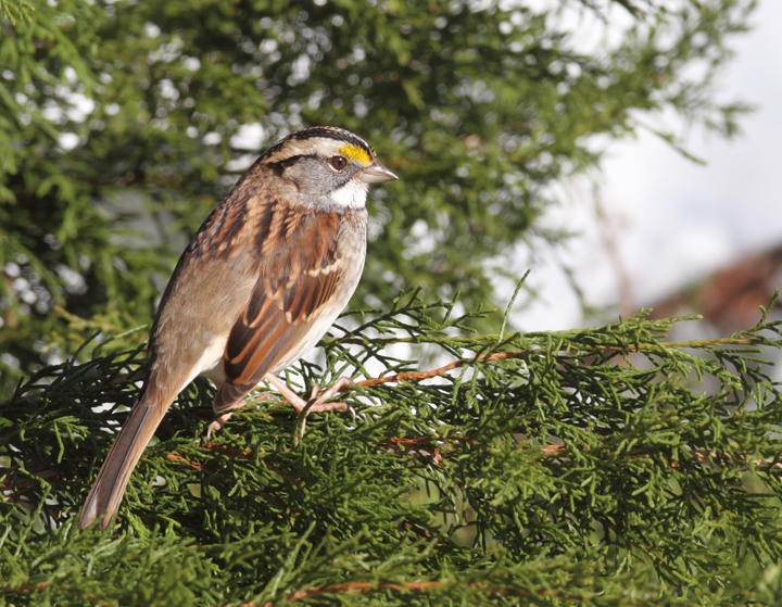 An adult White-throated Sparrow in our yard in Anne Arundel Co., Maryland (12/20/2009). An adult White-throated Sparrow in our yard in Anne Arundel Co., Maryland (12/20/2009).