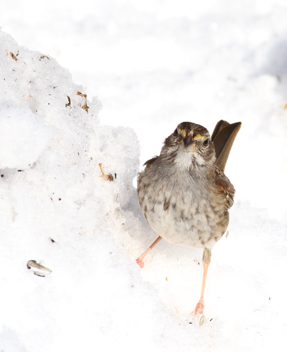 An especially drab and poorly marked White-throated Sparrow, probably a hatch-year female, in Anne Arundel Co., Maryland (12/20/2009). An especially drab and poorly marked White-throated Sparrow, probably a hatch-year female, in Anne Arundel Co., Maryland (12/20/2009).