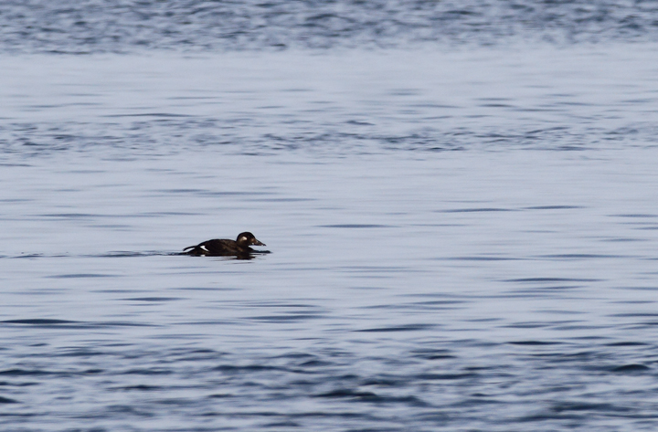 A White-winged Scoter hanging out just off Assateague Island, Maryland (11/7/2009). A White-winged Scoter hanging out just off Assateague Island, Maryland (11/7/2009).