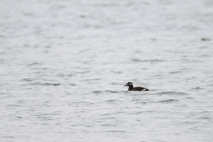 A White-winged Scoter off Assateague Island, Maryland (11/15/2009). A White-winged Scoter off Assateague Island, Maryland (11/15/2009).