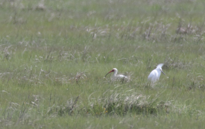 An adult White Ibis near Bayside Development Pond in Worcester Co., Maryland (5/15/2010). Despite the proximity of Virginia's breeding population, this species remains quite rare in the county. This was my first spring sighting and my first sighting of an adult in Maryland. Photo by Bill Hubick.