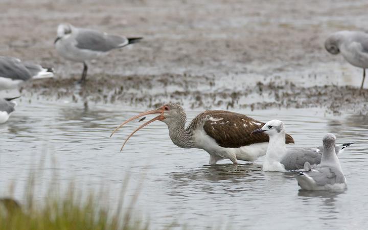 White Ibis in Maryland White Ibis in Maryland
