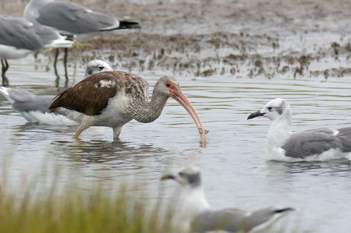 White Ibis in Maryland White Ibis in Maryland