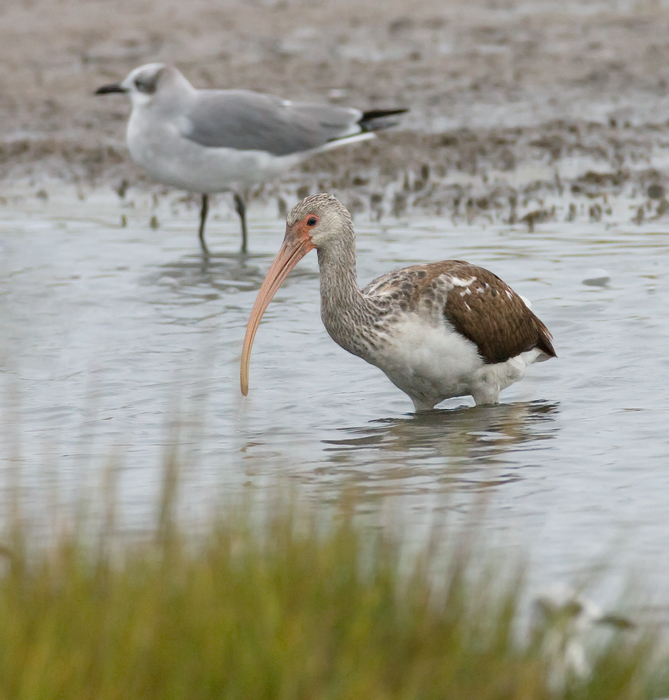 White Ibis in Maryland White Ibis in Maryland