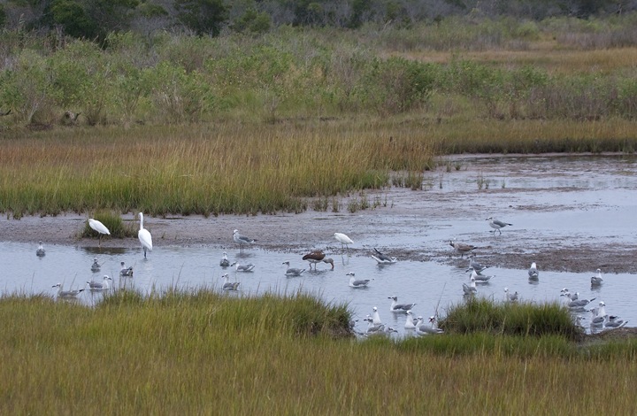 White Ibis in Maryland White Ibis in Maryland