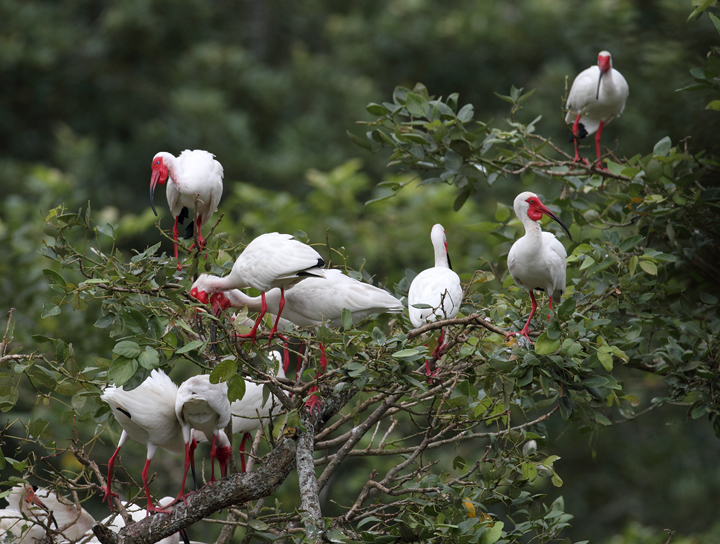 Breeding White Ibis amidst a large rookery near Chepo, Panama (7/10/2010).<br />Sixty or so White Ibis were drawn in among the 600+ (probably many more) Cattle Egrets nesting here. Photo by Bill Hubick.