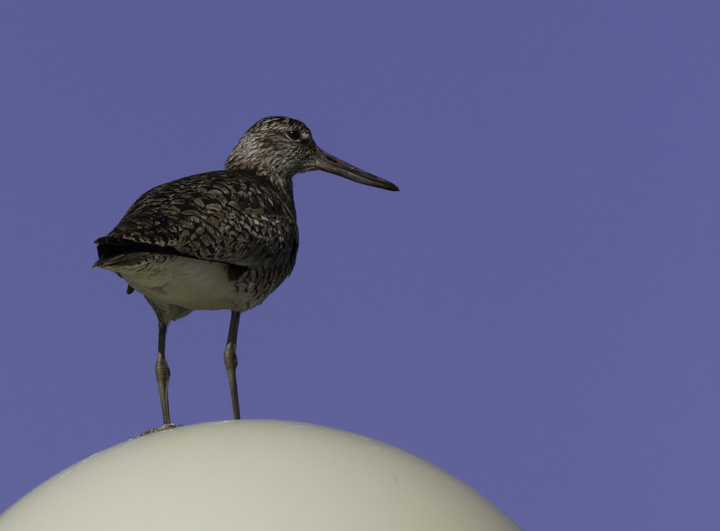 An Eastern Willet surveys his domain from an unconvential perch in Ocean City, Maryland (5/11/2011). The perch is a lightpost in the Shantytown park-and-ride. Photo by Bill Hubick.