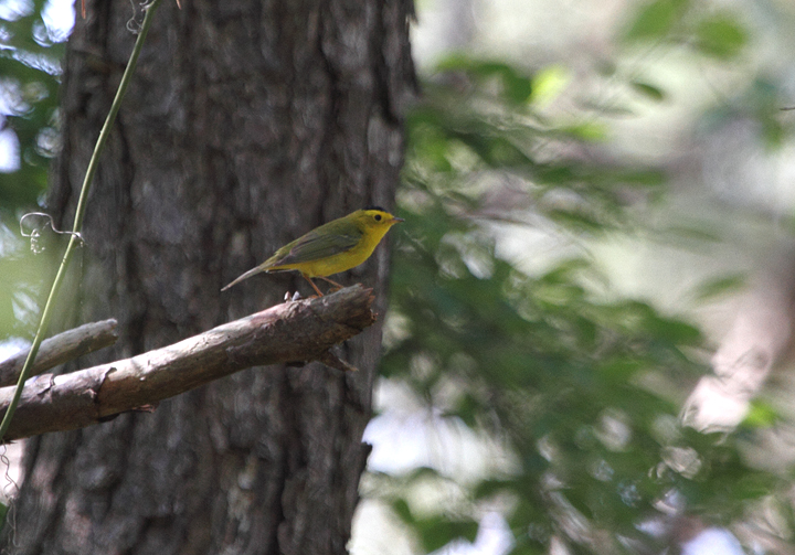 A Wilson's Warbler singing along the Life of the Forest Trail on Assateague Island (5/15/2010). A Wilson's Warbler singing along the Life of the Forest Trail on Assateague Island (5/15/2010). Photo by Bill Hubick.