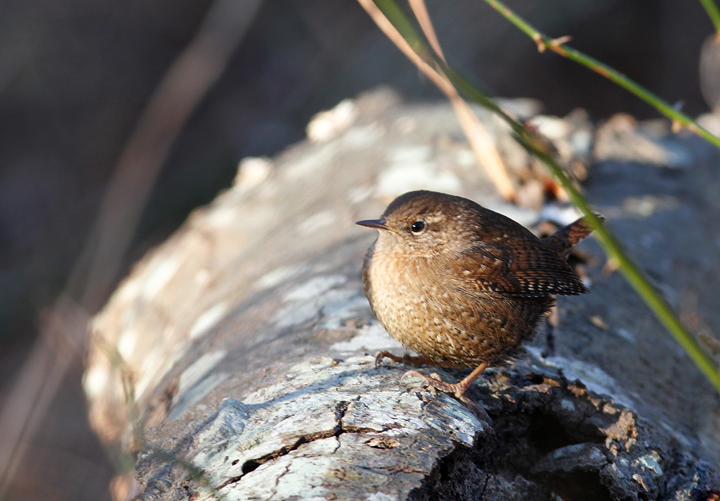A Winter Wren in St. Mary's Co., Maryland (1/3/2010). Photo by Bill Hubick. A Winter Wren in St. Mary's Co., Maryland (1/3/2010). Photo by Bill Hubick.