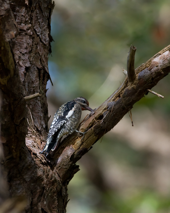 A recently returned Yellow-bellied Sapsucker on Assateague Island, Maryland (9/25/2009). A recently returned Yellow-bellied Sapsucker on Assateague Island, Maryland (9/25/2009).
