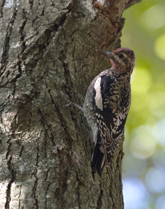 A male Yellow-bellied Sapsucker forages at Eastern Neck NWR, Kent Co., Maryland (10/1/2009). A male Yellow-bellied Sapsucker forages at Eastern Neck NWR, Kent Co., Maryland (10/1/2009).