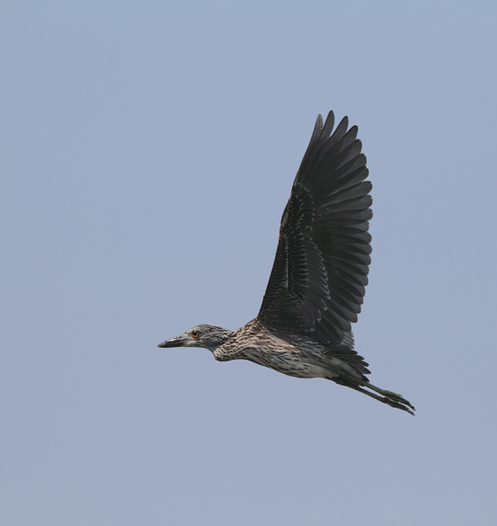 Juvenile Yellow-crowned Night-Heron at Smith Island, Somerset Co., Maryland (8/7/2010). Photo by Bill Hubick.
